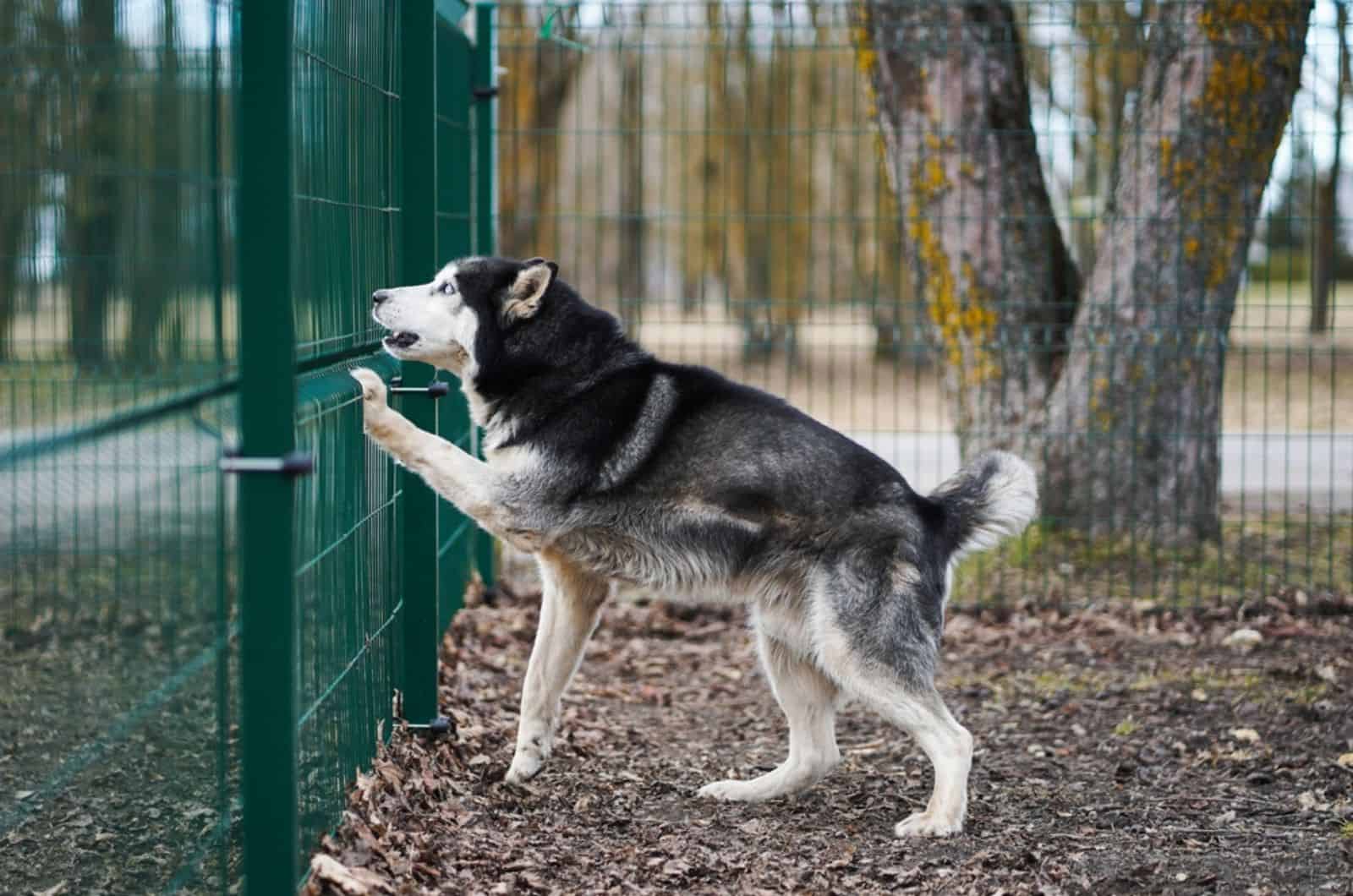 "Canine Cash Grab: 10 In-Demand Dog Breeds at High Risk for Theft"