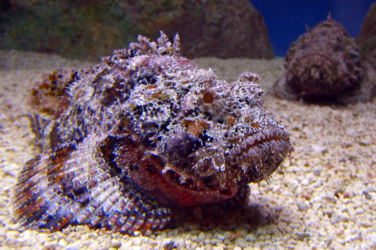 Darwin beachgoer spots most venomous fish in WORLD washed up on the beach - and nearly stepped on it