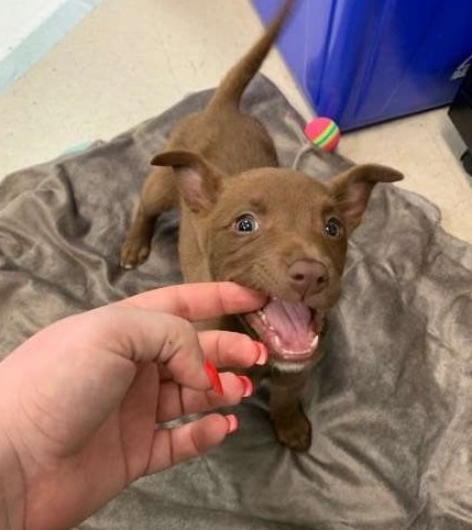 The Joyful Tale of a Stray Puppy's Rescue and Viral Smile