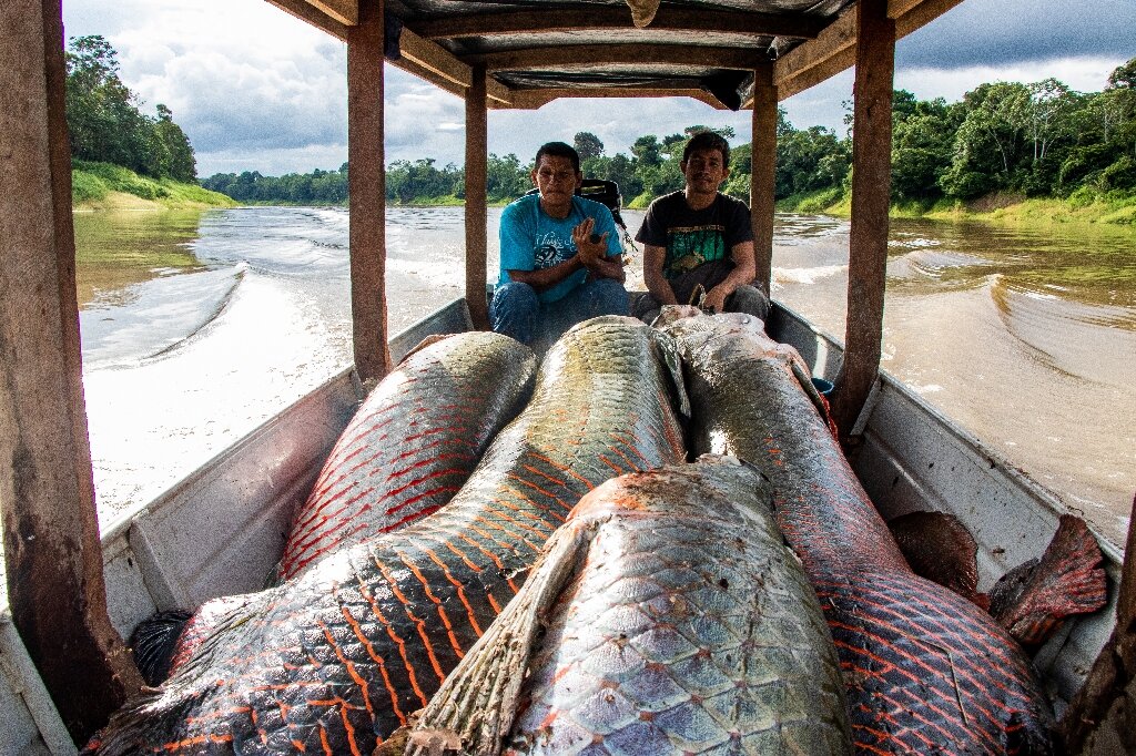 pp.The fishermen suddenly discovered the giant Asian fish more than 7m long, living in rivers in the Amazon rainforest and having the greatest strength of all time.p - LifeAnimal