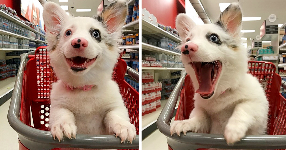 "Target Shopping Adventure of the Happiest Dog Goes Viral on Twitter" - vnxaluan