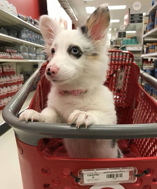 "Target Shopping Adventure of the Happiest Dog Goes Viral on Twitter" - vnxaluan