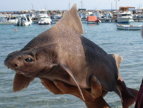 Bizarre giant pig-faced shark pulled out of water by stunned sailors