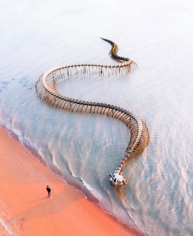 A Giant Twisting Serpent Skeleton Emerges from the Loire River in France