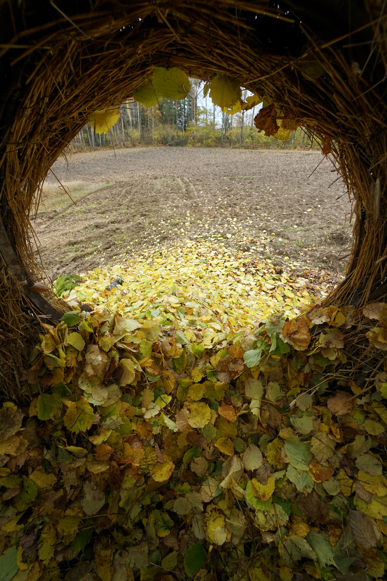 Use scraps of wood to weave a structure around a tree, building a cozy hideout amid the thaw spring landscape. - Canavi