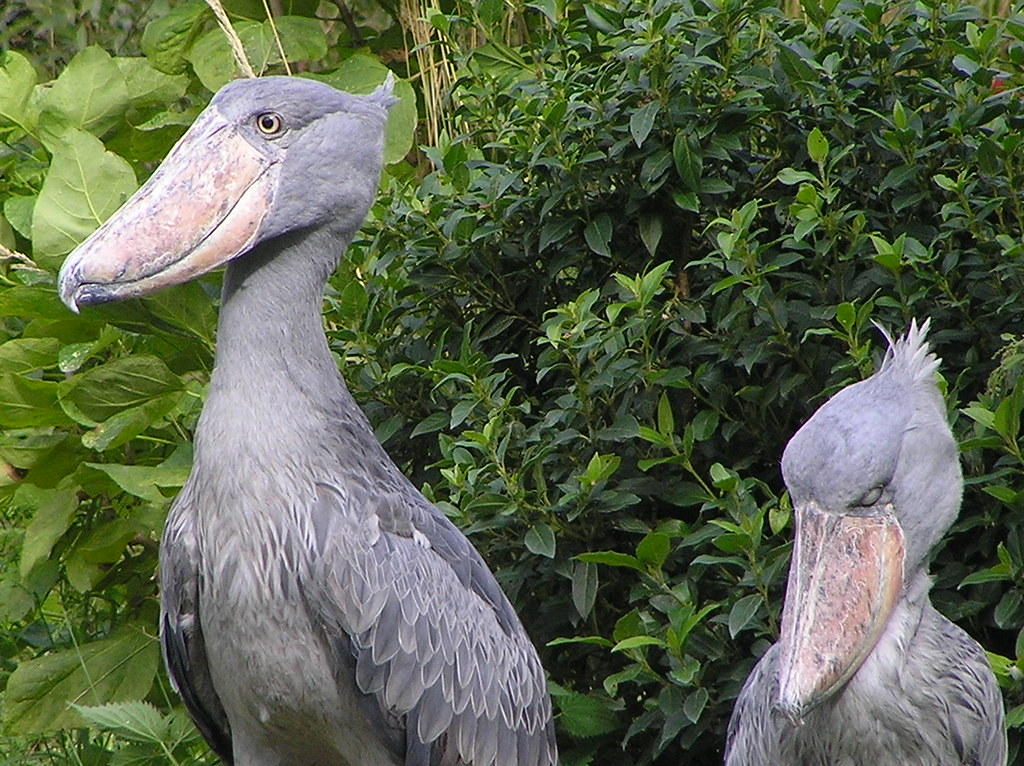 What Makes The Freaky Shoebill Stork So Strange?