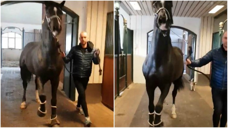 Magnificent Horse Returns Home And Reminds Everyone He Is The Boss