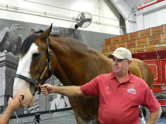 Behind The Man Who Takes Care Of The Famous Budweiser Clydesdales For 35 Years