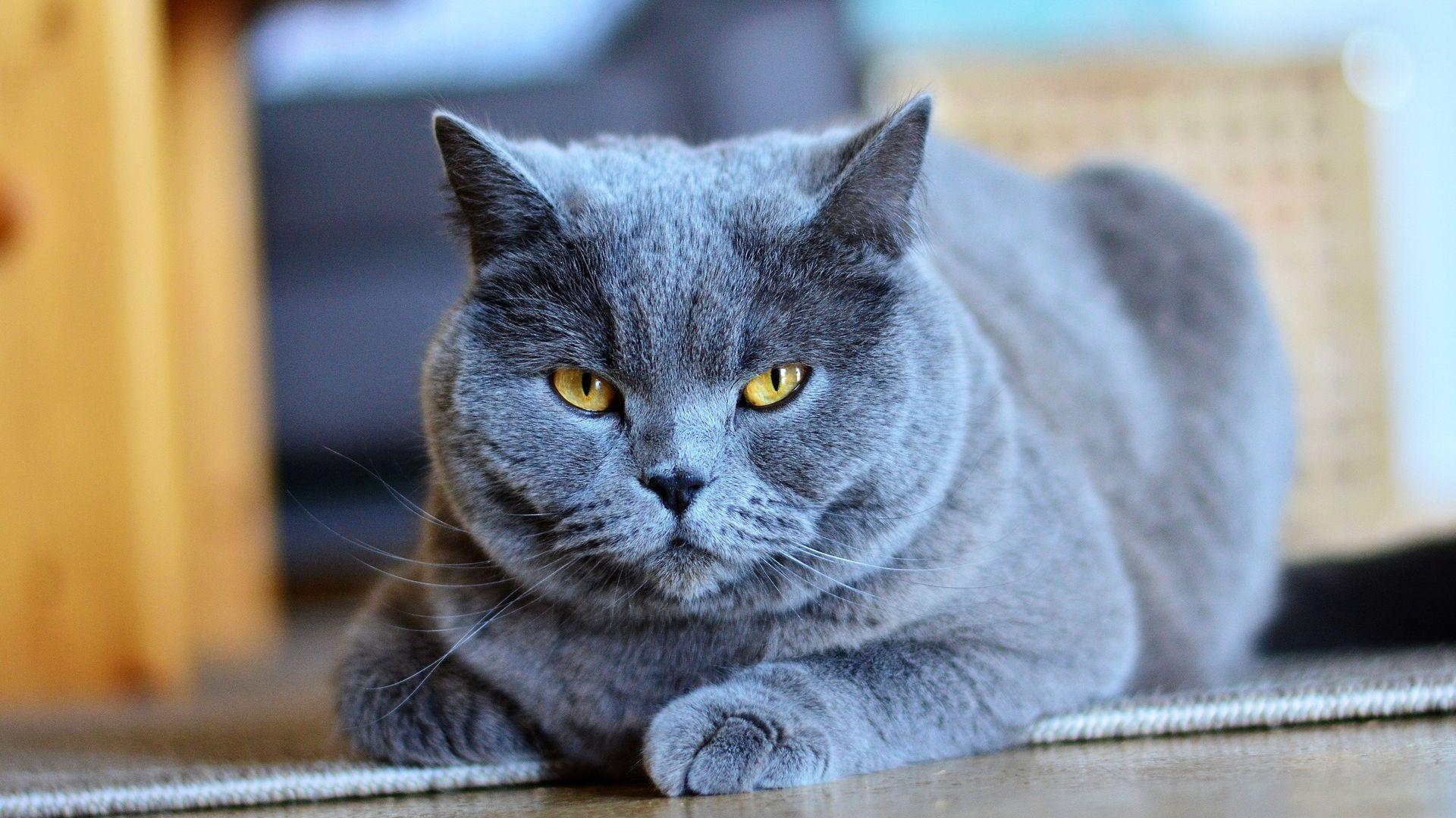 Unveiling the Charms of the Beautifully Blue British Shorthair – Icestech