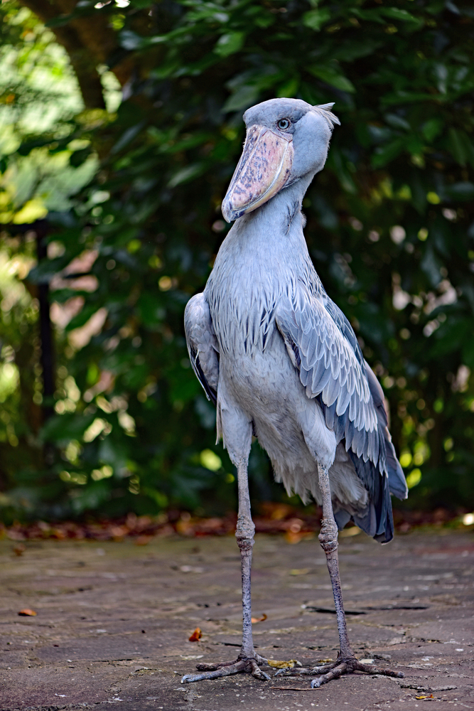 What Makes The Freaky Shoebill Stork So Strange?