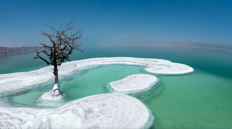 “Tree of Life” Grows on Salt Island in the Middle of the Dead Sea