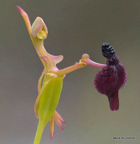 Exploring the Enchanting Realm of Extraordinary Shaped Flowers - Sporting ABC