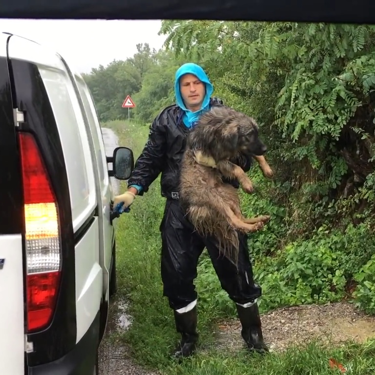 Abandoned Dog's Heartbreaking Loyalty: Waits in Pouring Rain for Family's Return - Puppies Love