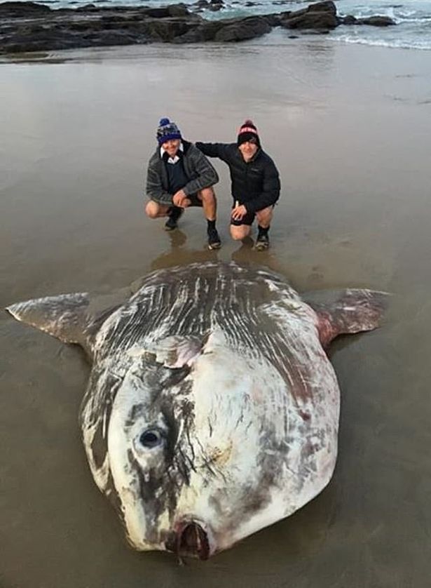 Huge 6ft 'alien creature' baffles beachgoers after washing up on shore