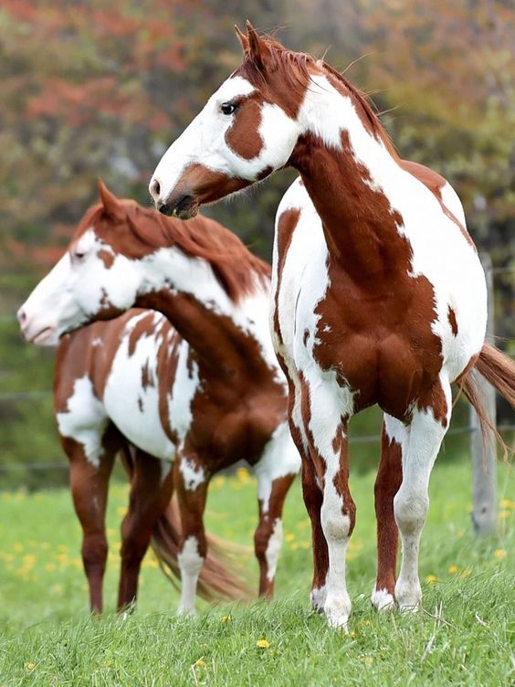 A Heartwarming Love Story: Meet the Adorable American Paint Horses Sharing Laughter and Affection That Will Leave You in Fits of Joy! Prepare to be Moved (Video)