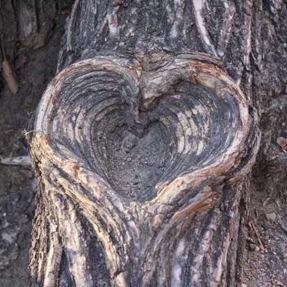 Unveiling Nature's Love Story: The Enigmatic Saga of Heart-Shaped Trees, Symbolizing Enduring Love and Vibrant Vitality