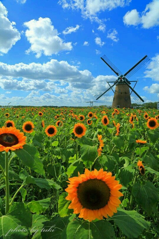 Nature’s Ingenious Harmony: Windmills amidst a Blossom-Adorned Landscape.VoUyen