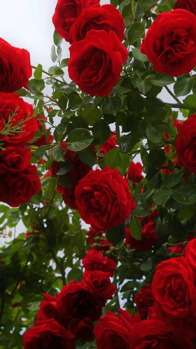 The Radiant Scarlet Rose: A Timeless Symbol of Love and Fiery Passion