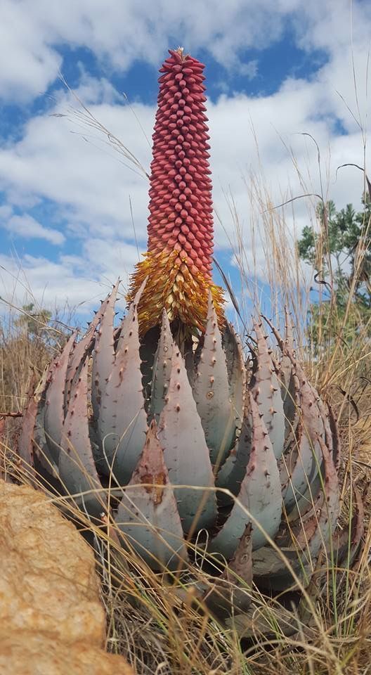 The forest aloe ѕрeсіeѕ lives strongly and grows large in the desert lands for huge flowers once a year – Way Daily