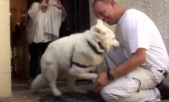 After enduring years of homelessness, a Husky finally collapses in exhaustion, having spent its days surviving in a garbage dump on the outskirts of the city. - Puppies Love