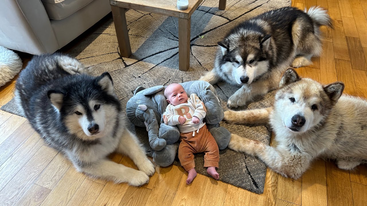 Meet The World’s Safest Baby that is Protected by Three Giant Dogs