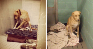 The Saddest Dog In The World Lost Her Home Again And Will Be Put To Sleep If She Doesn't Get Adopted Promptly