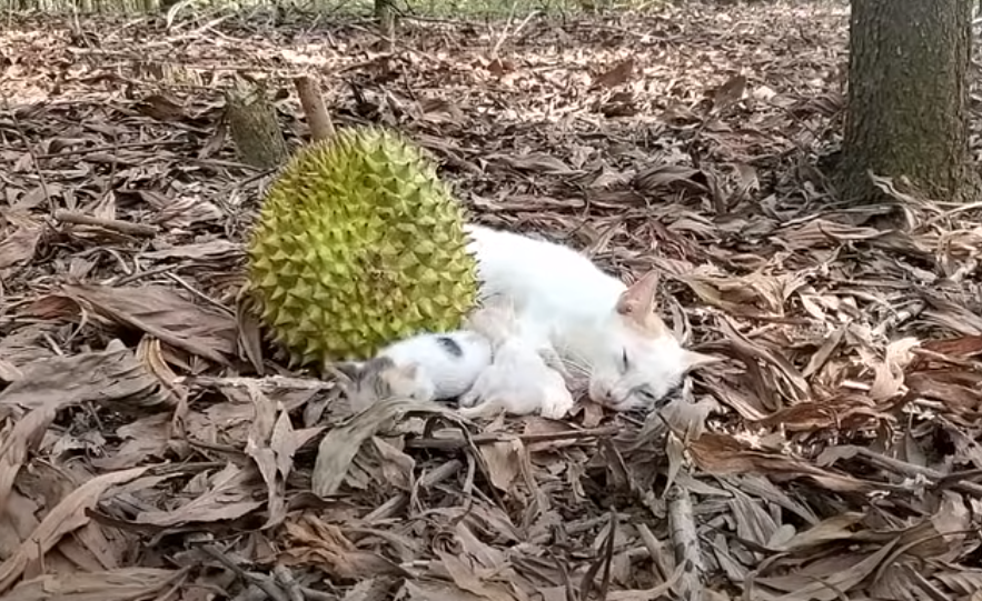 Newborn kitten cries when she sees her mother lying motionless on her left side full of thorns