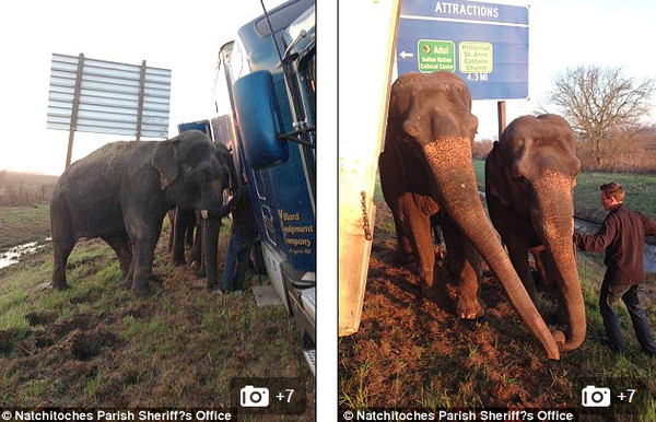 Two elephants work together to help a ѕtᴜсk big truck by using their strength to keep it balanced. - Sporting ABC