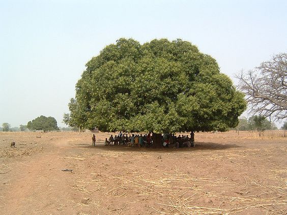 Guardians of the Canopy: Embracing Nature's Ancient Sentinels Across Generations..D - LifeAnimal