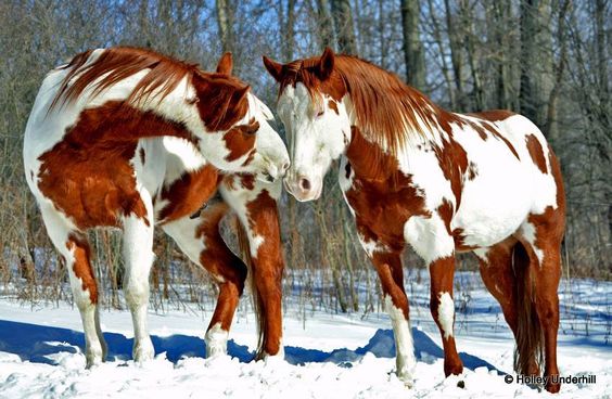 A Heartwarming Love Story: Meet the Adorable American Paint Horses Sharing Laughter and Affection That Will Leave You in Fits of Joy! Prepare to be Moved (Video)