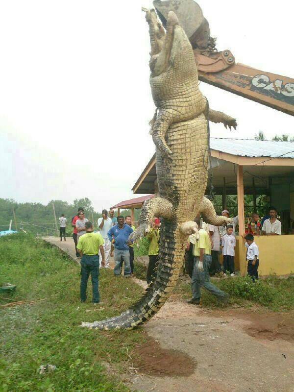 Video : People caught a giant crocodile nearly 5m long hiding in the bushes, surprising everyone because of its terrible size.f - LifeAnimal