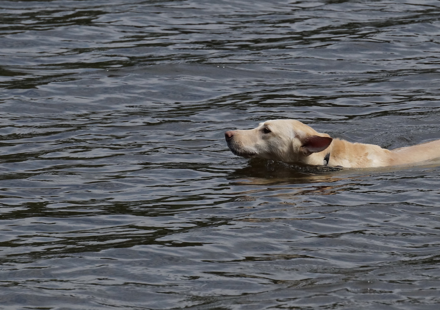 The moment when the dog recklessly jumped into the river to save his owner in danger, everyone who witnessed it was moved and admired for this brave act.ThuHa