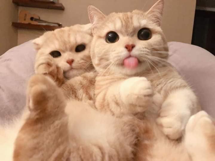 Collection of photos featuring two adorable cats with cute expressions that are currently trending on social media. - Yeudon