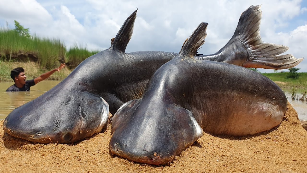 Curiosity Unleashed: Man Catches Two Giant Catfish with Bare Hands, Weighing Over 4 Tons in River Expedition