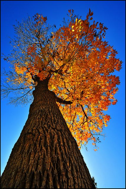 Captivating Fall Foliage: Gazing at Autumn’s Majestic Splendor.VoUyen