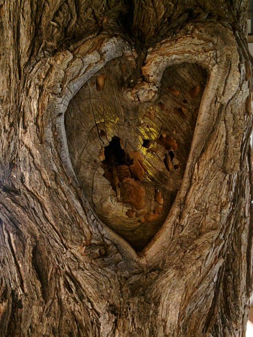 Unveiling Nature's Love Story: The Enigmatic Saga of Heart-Shaped Trees, Symbolizing Enduring Love and Vibrant Vitality