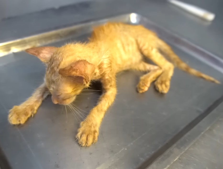 Touching image of poor abandoned homeless cat abandoned in a puddle, thin, cold body and praying for a miracle to come to him now