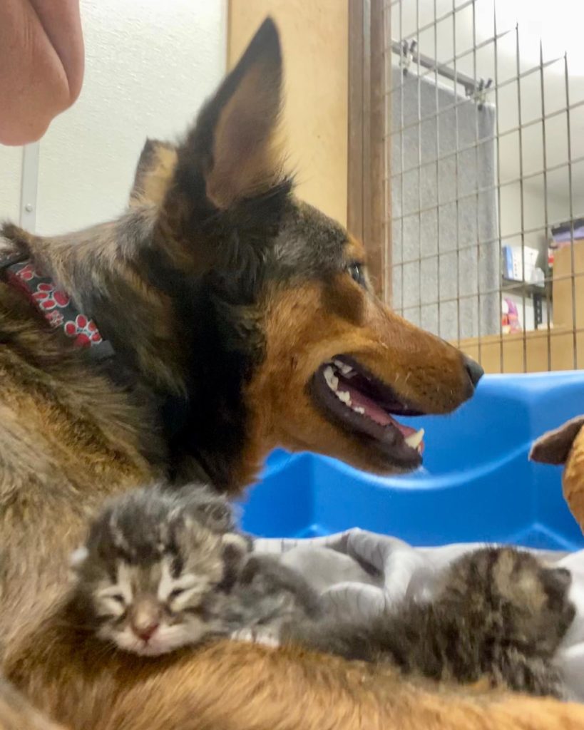 Pregnant dog rescued, loses litter, diagnosed with cancer but finds love in orphaned kittens. – Puppies Love