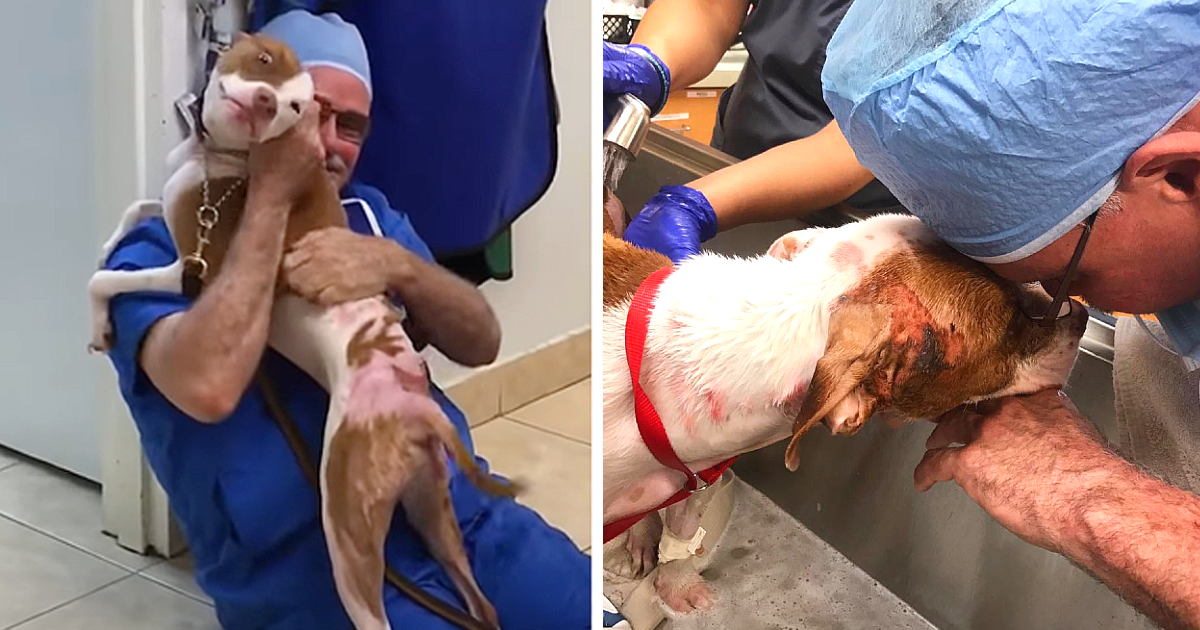 A dog rescued from life-threatening burns becomes overwhelmed with emotions upon seeing the veterinarian again. - Puppies Love