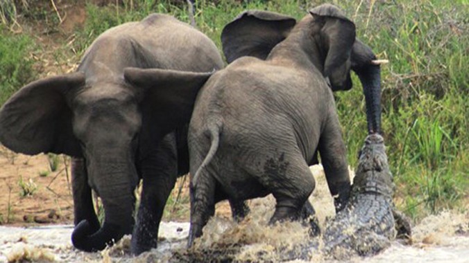 Brave Mother Elephant Protects Her Young, Defeats Crocodile Using Her Entire Body – Top News