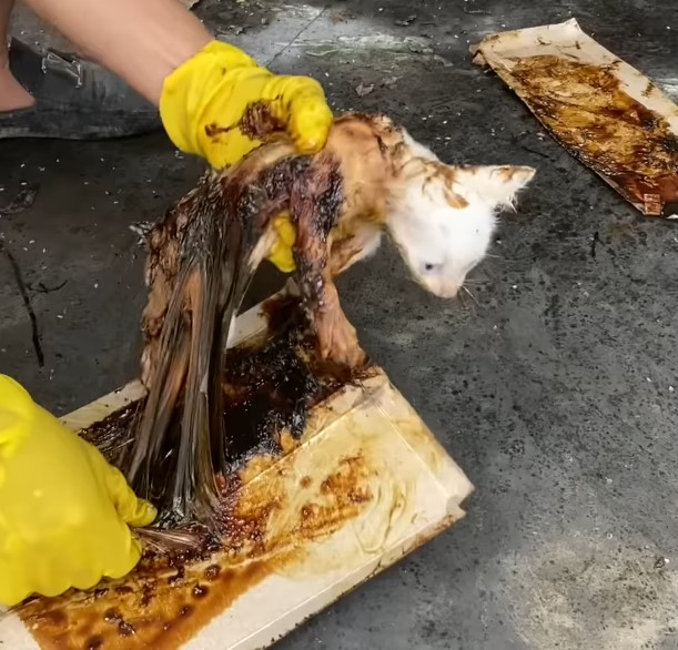 Desperate heartbreaking moment poor cat lost on the brink of death is rescued after being trapped in the rigid tar layer in horror