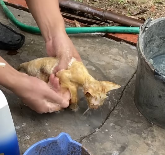 Desperate heartbreaking moment poor cat lost on the brink of death is rescued after being trapped in the rigid tar layer in horror