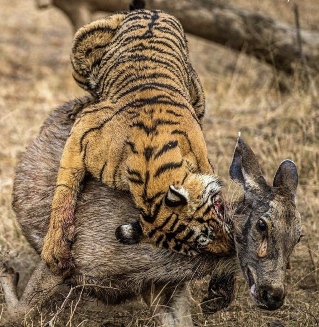 Courageous Wild Boar's Brave Encounter with Tigers Ends in Tragedy. l - LifeAnimal