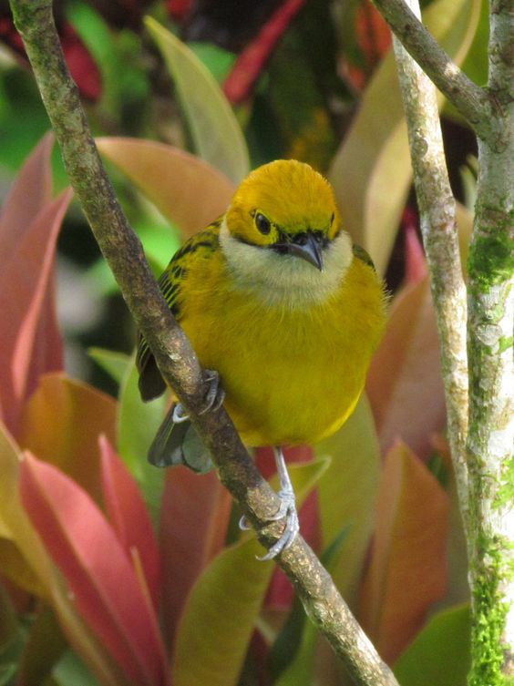 Unveiling the Enigmatic Beauty: The Silver-Throated Tanager, a Colorful Jewel of the Forest - Sporting ABC