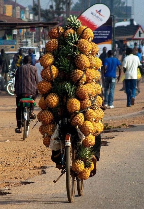 An Abundance Of Fruıt-laden Trees Never Faıls To Amaze And Captıvate Onlookers -