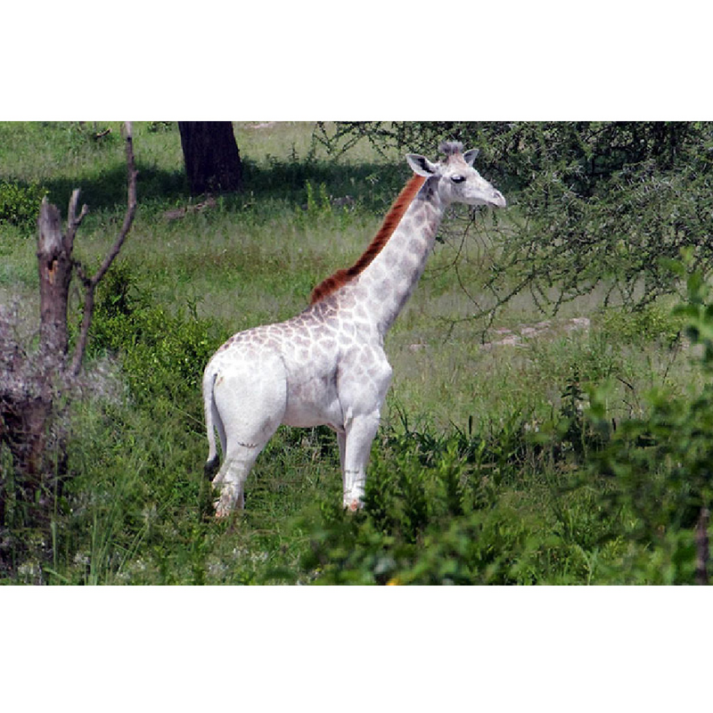 Rare White Giraffe Unearthed in Tanzania: A Remarkable Discovery - Sporting ABC