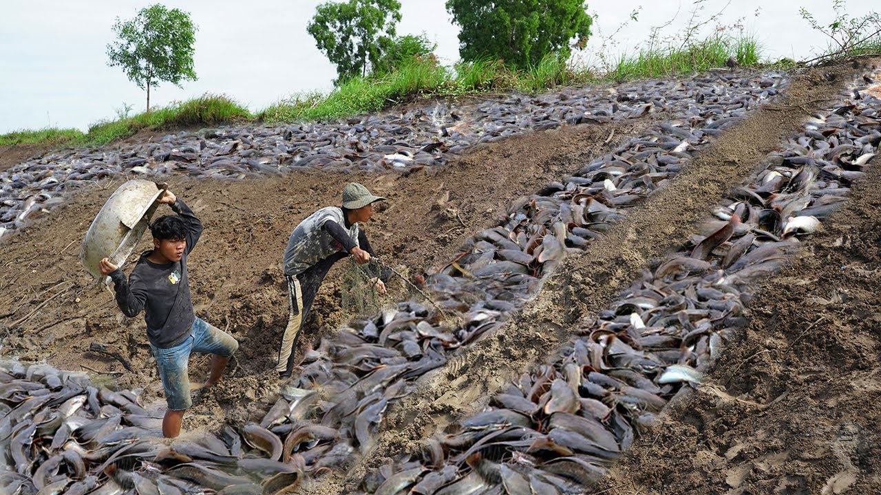 Unraveling the Enigma: Thriving Fish Population in Arid River Leaves Scientists Astonished