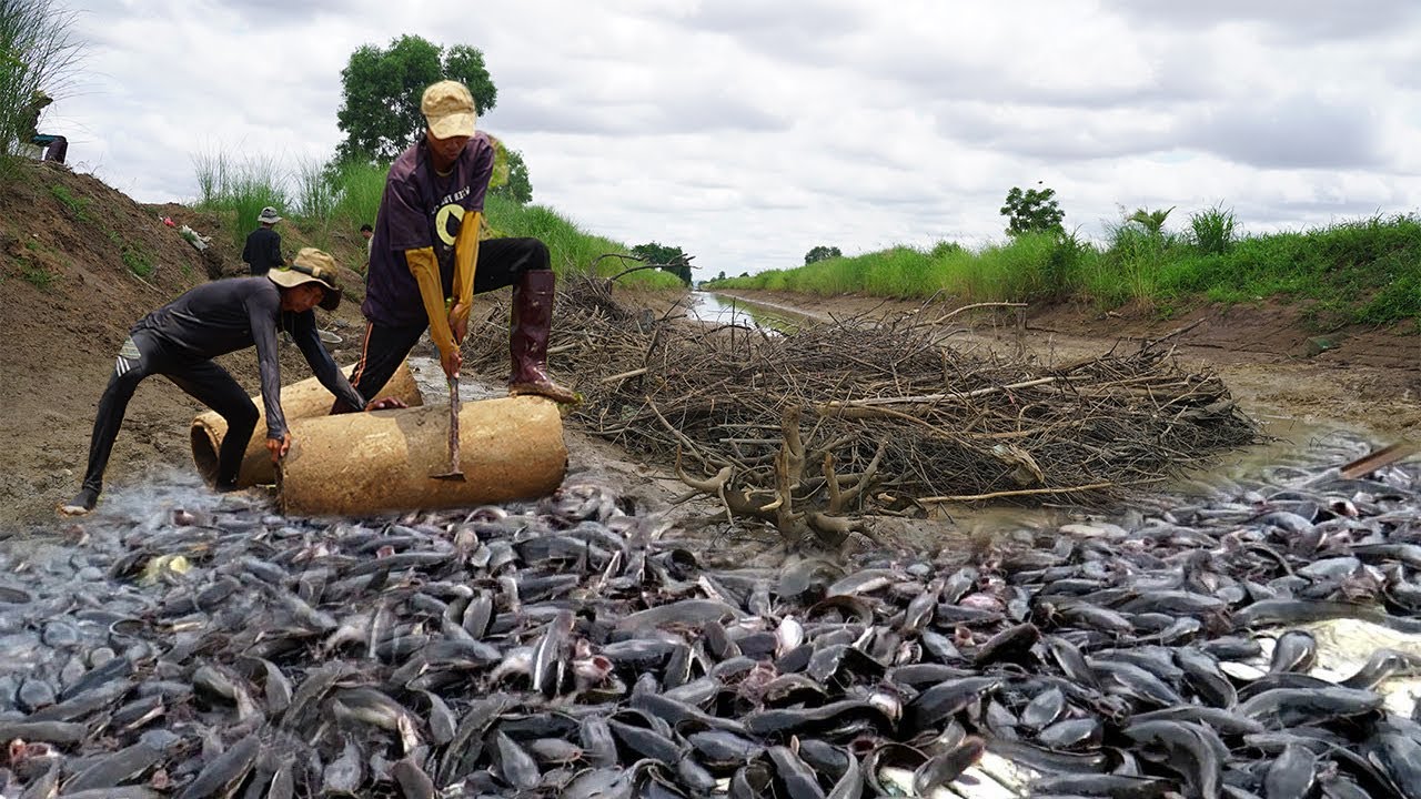 Unraveling the Enigma: Thriving Fish Population in Arid River Leaves Scientists Astonished