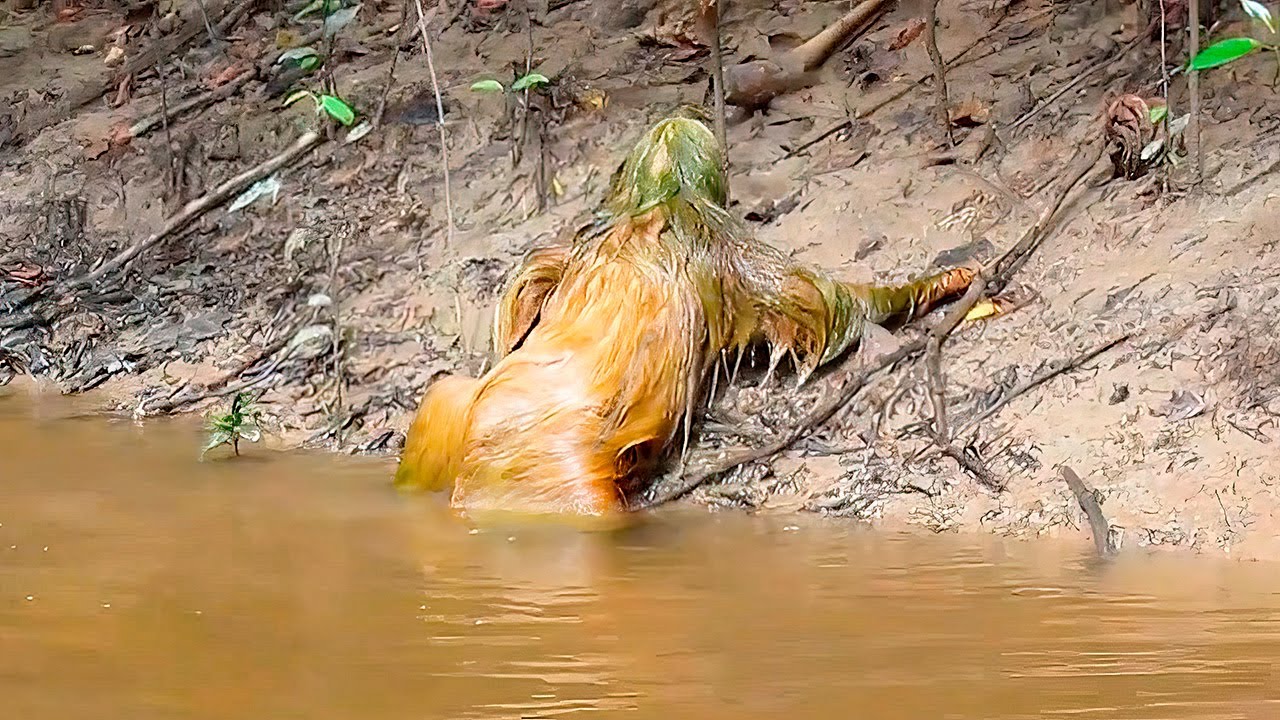 Enigmatic Encounters on the Volga: Terrifying Hybrid Creatures Spark Panic with Alien-like Appearance (Video)..D - LifeAnimal