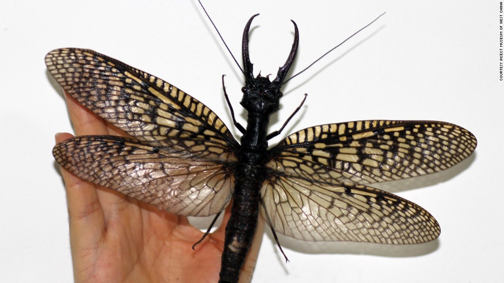 Discovery in China: Encounter the Enormous Dobsonfly, the World's Largest Aquatic Insect Specimen. l - LifeAnimal